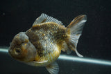 Giant Yuan Bao Oranda  Kirin 6.5 Inch (ID#705Yb10a-139)