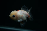 Yuan Bao Oranda  Calico 4 Inch (ID#802Yb10b-13) Free2Day SHIPPING