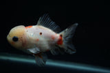 Yuan Bao Oranda  Calico 4 Inch (ID#802Yb10b-13) Free2Day SHIPPING