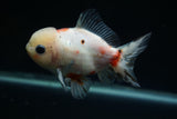 Yuan Bao Oranda  Calico 4 Inch (ID#802Yb10b-13) Free2Day SHIPPING