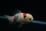 Yuan Bao Oranda  Calico 4 Inch (ID#802Yb10b-13) Free2Day SHIPPING