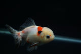 Yuan Bao Oranda  Calico 4 Inch (ID#802Yb10b-13) Free2Day SHIPPING