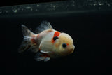 Yuan Bao Oranda  Calico 4 Inch (ID#802Yb10b-13) Free2Day SHIPPING