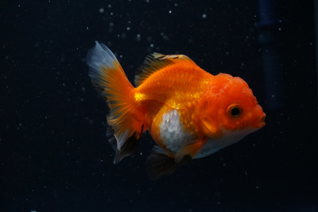 Thai Oranda Tricolor – King Koi And Goldfish