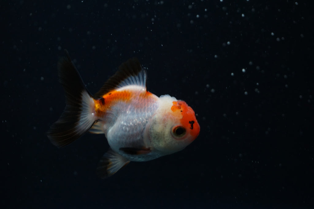 Thai Oranda Tricolor – King Koi And Goldfish