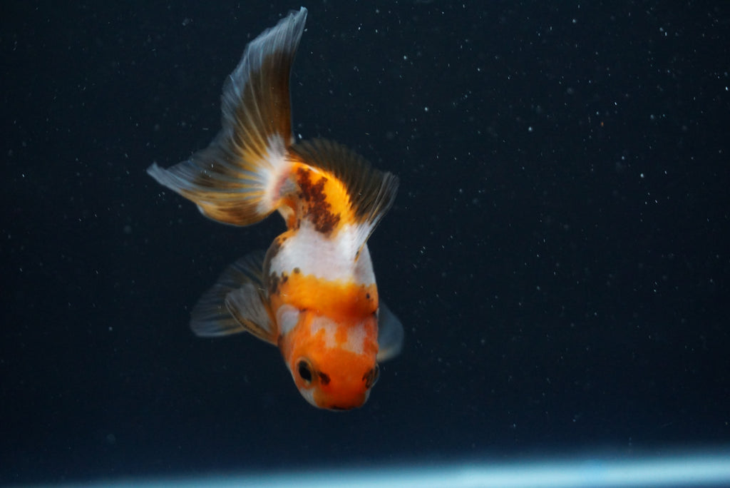 Thai Oranda Tricolor – King Koi And Goldfish