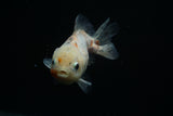 Yuan Bao Oranda  Calico 3.5 Inch (ID#806Yb10b-14) Free2Day SHIPPING