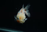 Yuan Bao Oranda  Calico 3.5 Inch (ID#806Yb10b-14) Free2Day SHIPPING