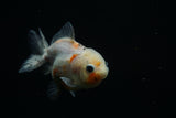 Yuan Bao Oranda  Calico 3.5 Inch (ID#806Yb10b-14) Free2Day SHIPPING