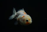 Yuan Bao Oranda  Calico 3.5 Inch (ID#806Yb10b-14) Free2Day SHIPPING