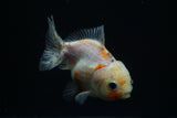 Yuan Bao Oranda  Calico 3.5 Inch (ID#806Yb10b-14) Free2Day SHIPPING