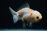 Yuan Bao Oranda  Calico 3.5 Inch (ID#806Yb10b-14) Free2Day SHIPPING