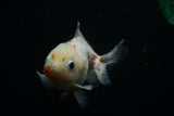 Yuan Bao Oranda  Calico 3.5 Inch (ID#806Yb10b-14) Free2Day SHIPPING