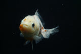 Yuan Bao Oranda  Calico 3.5 Inch (ID#806Yb10b-14) Free2Day SHIPPING