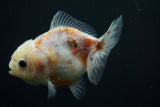 Yuan Bao Oranda  Calico 3.5 Inch (ID#806Yb10b-14) Free2Day SHIPPING