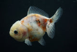 Yuan Bao Oranda  Calico 3.5 Inch (ID#806Yb10b-14) Free2Day SHIPPING