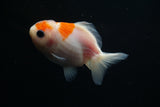 Yuan Bao Oranda  Sakura 3.5 Inch (ID#806Yb10b-15) Free2Day SHIPPING