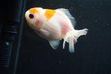 Yuan Bao Oranda  Sakura 3.5 Inch (ID#806Yb10b-15) Free2Day SHIPPING