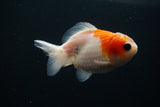 Yuan Bao Oranda  Sakura 3.5 Inch (ID#806Yb10b-15) Free2Day SHIPPING