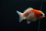 Yuan Bao Oranda  Sakura 3.5 Inch (ID#806Yb10b-15) Free2Day SHIPPING