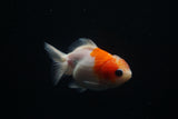 Yuan Bao Oranda  Sakura 3.5 Inch (ID#806Yb10b-15) Free2Day SHIPPING