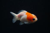 Yuan Bao Oranda  Sakura 3.5 Inch (ID#806Yb10b-15) Free2Day SHIPPING