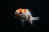 Yuan Bao Oranda  Sakura 3.5 Inch (ID#806Yb10b-15) Free2Day SHIPPING