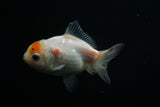 Yuan Bao Oranda  Calico 4 Inch (ID#806Yb10b-18) Free2Day SHIPPING