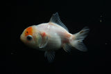 Yuan Bao Oranda  Calico 4 Inch (ID#806Yb10b-18) Free2Day SHIPPING