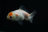 Yuan Bao Oranda  Calico 4 Inch (ID#806Yb10b-18) Free2Day SHIPPING