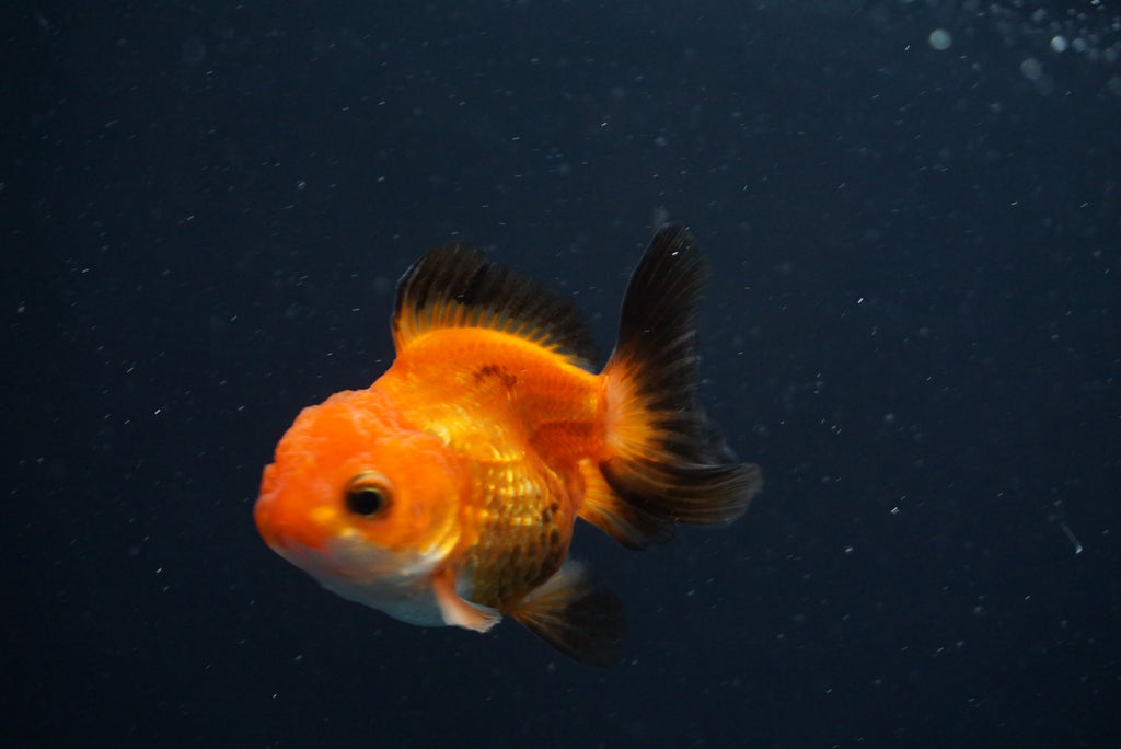 Thai Oranda Tricolor – King Koi And Goldfish