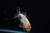 Yuan Bao Oranda  Calico 4 Inch (ID#806Yb10b-18) Free2Day SHIPPING