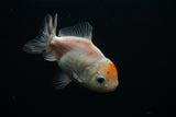 Yuan Bao Oranda  Calico 4 Inch (ID#806Yb10b-18) Free2Day SHIPPING