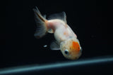 Yuan Bao Oranda  Calico 4 Inch (ID#806Yb10b-18) Free2Day SHIPPING