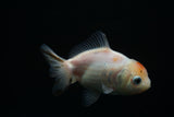 Yuan Bao Oranda  Calico 4 Inch (ID#806Yb10b-18) Free2Day SHIPPING