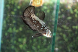 Black Samurai   Plakat Male Betta (ID#510-M803) Free2Day SHIPPING