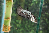 Black Samurai   Plakat Male Betta (ID#510-M803) Free2Day SHIPPING