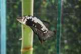 Black Samurai   Plakat Male Betta (ID#510-M803) Free2Day SHIPPING