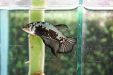 Black Samurai   Plakat Male Betta (ID#510-M803) Free2Day SHIPPING