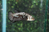 Black Samurai   Plakat Male Betta (ID#510-M803) Free2Day SHIPPING