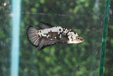 Black Samurai   Plakat Male Betta (ID#510-M803) Free2Day SHIPPING