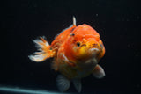 Giant Yuan Bao Oranda  Calico 6.5 Inch (ID#806Yb10a-79)