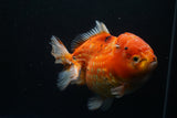 Giant Yuan Bao Oranda  Calico 6.5 Inch (ID#806Yb10a-79)