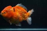 Giant Yuan Bao Oranda  Calico 6.5 Inch (ID#806Yb10a-79)