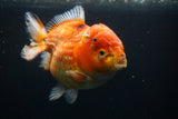 Giant Yuan Bao Oranda  Calico 6.5 Inch (ID#806Yb10a-79)