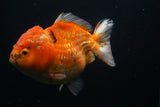 Giant Yuan Bao Oranda  Calico 6.5 Inch (ID#806Yb10a-79)