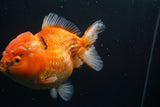 Giant Yuan Bao Oranda  Calico 6.5 Inch (ID#806Yb10a-79)