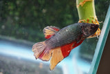 Copper   Nemo Plakat Male Betta (ID#510-M810) Free2Day SHIPPING