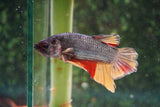 Copper   Nemo Plakat Male Betta (ID#510-M810) Free2Day SHIPPING