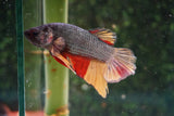 Copper   Nemo Plakat Male Betta (ID#510-M810) Free2Day SHIPPING